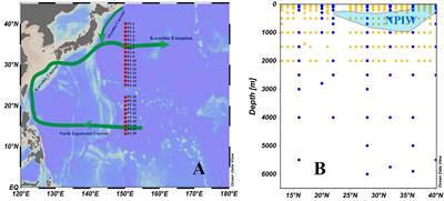 Dissolved Organic Carbon Along a Meridional Transect in the Western North Pacific Ocean: Distribution, Variation and Controlling Processes